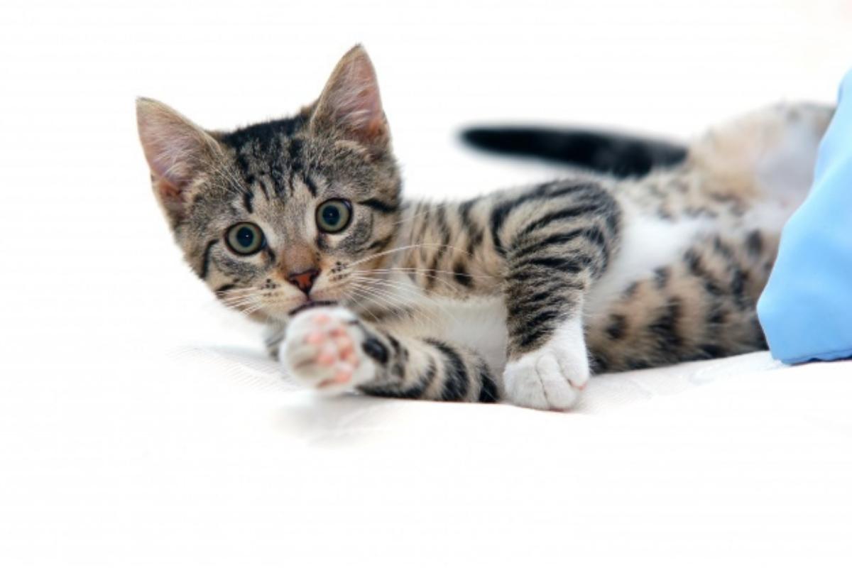 Quanto vivono i gatti?