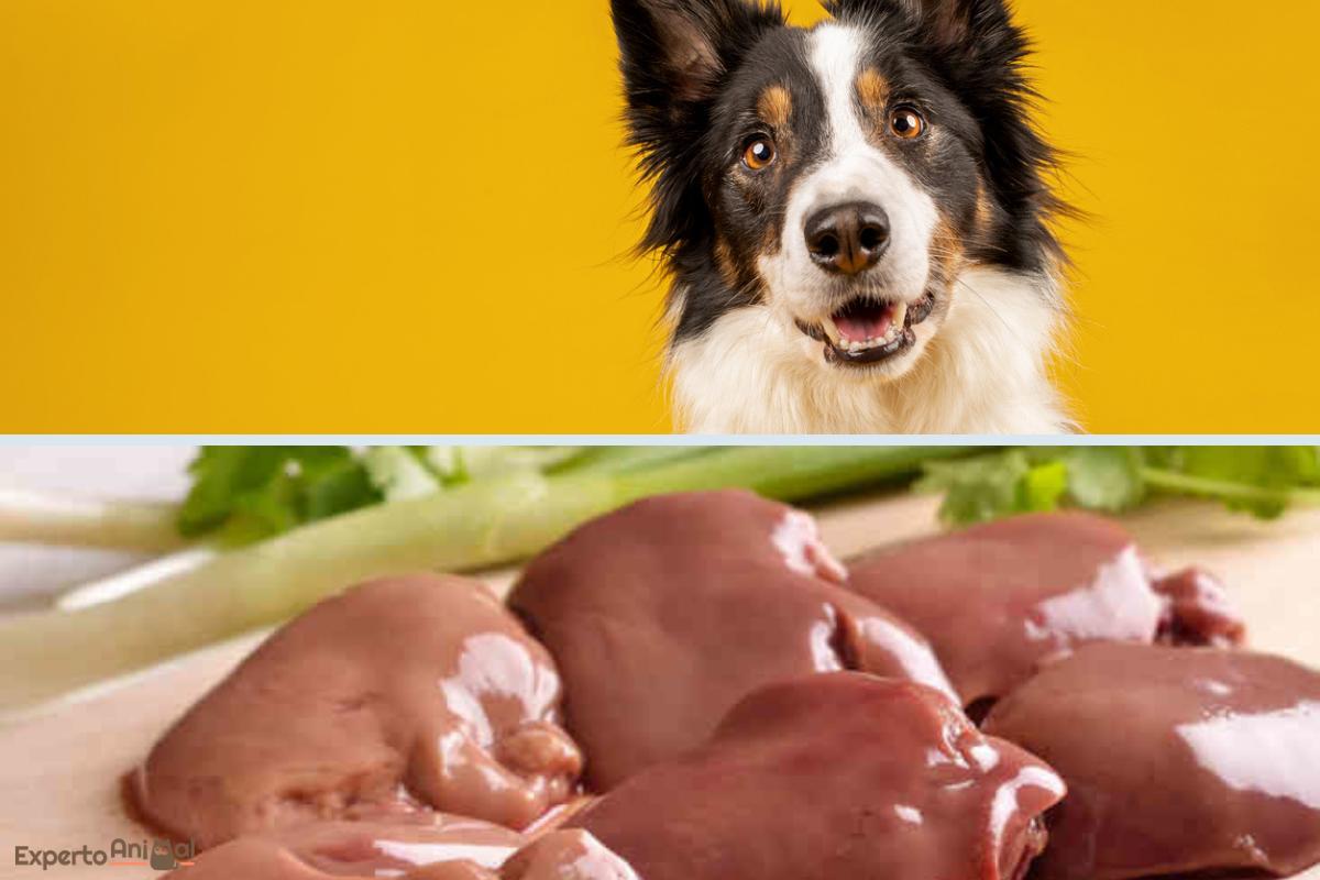 Si può dare il fegato al cane?