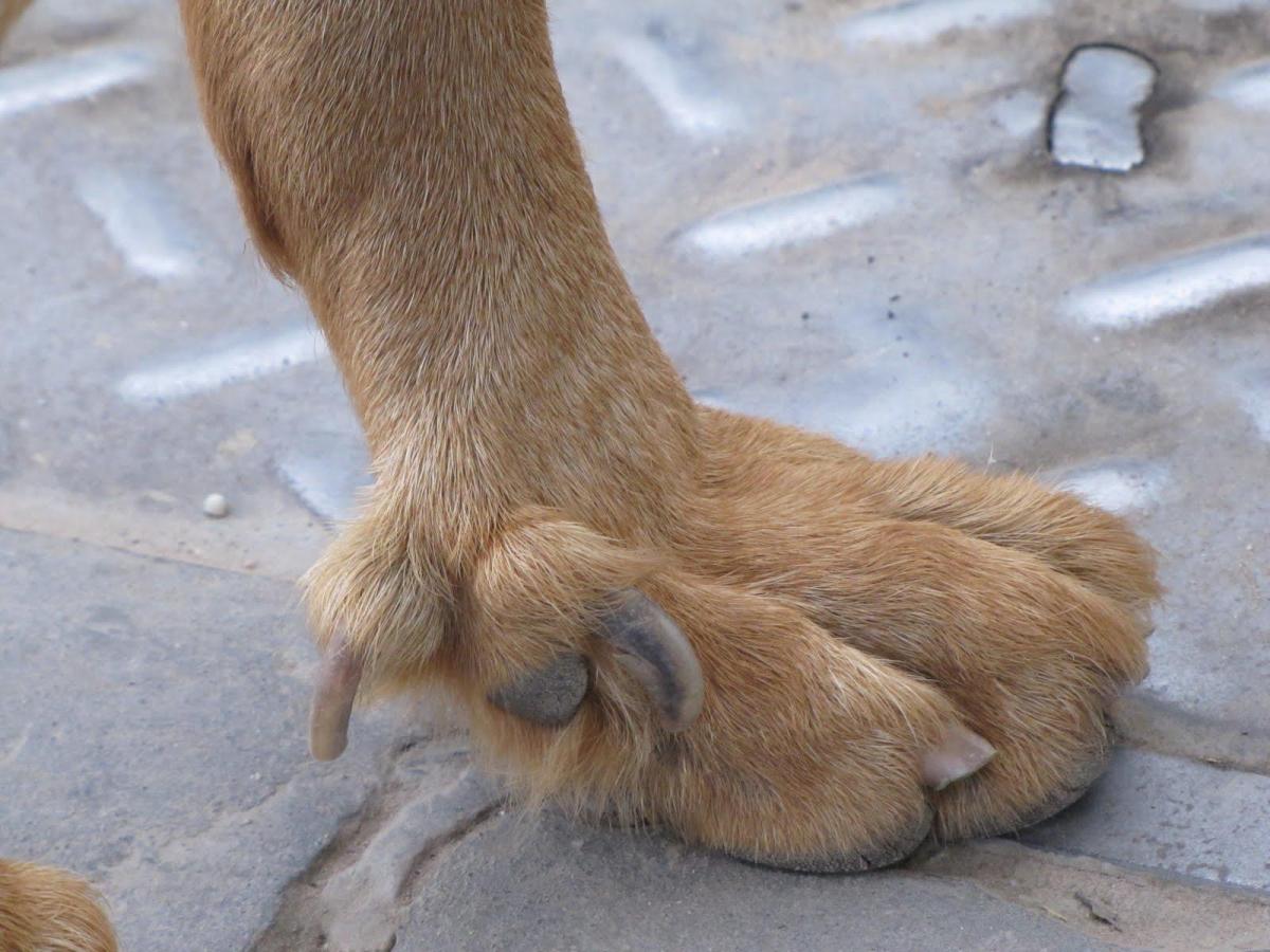 Perché il cane ha 5 dita nelle zampe posteriori?