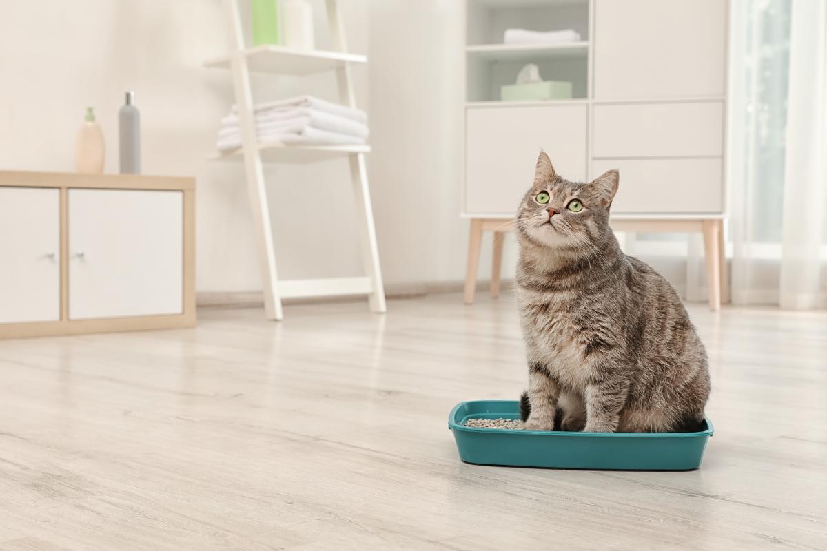Gatto non fa la cacca: cause, cosa fare e rimedi naturali