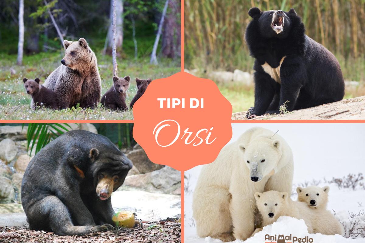 Tipi di orsi: Specie e caratteristiche