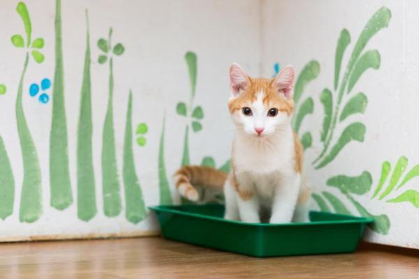 Miglior lettiera per gatti: qual è e come sceglierla - 1. Lettiera semplice