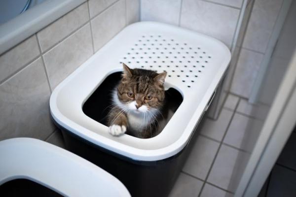 Miglior lettiera per gatti: qual è e come sceglierla - 3. Lettiere chiuse per gatti
