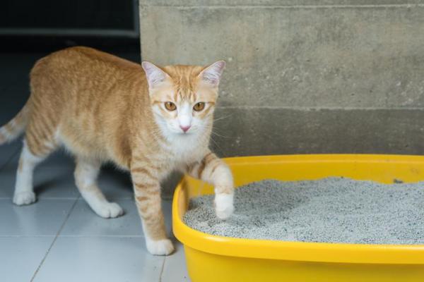 Miglior lettiera per gatti: qual è e come sceglierla