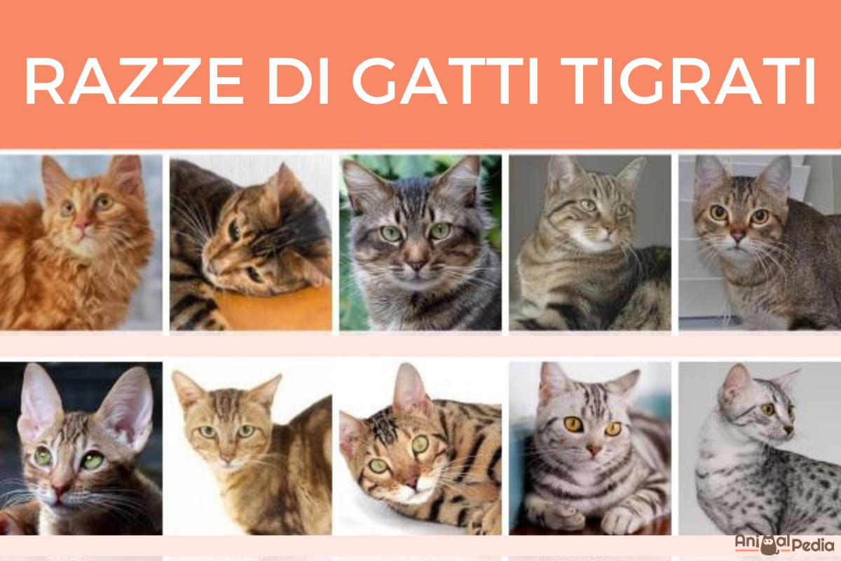 Razze di gatti tigrati