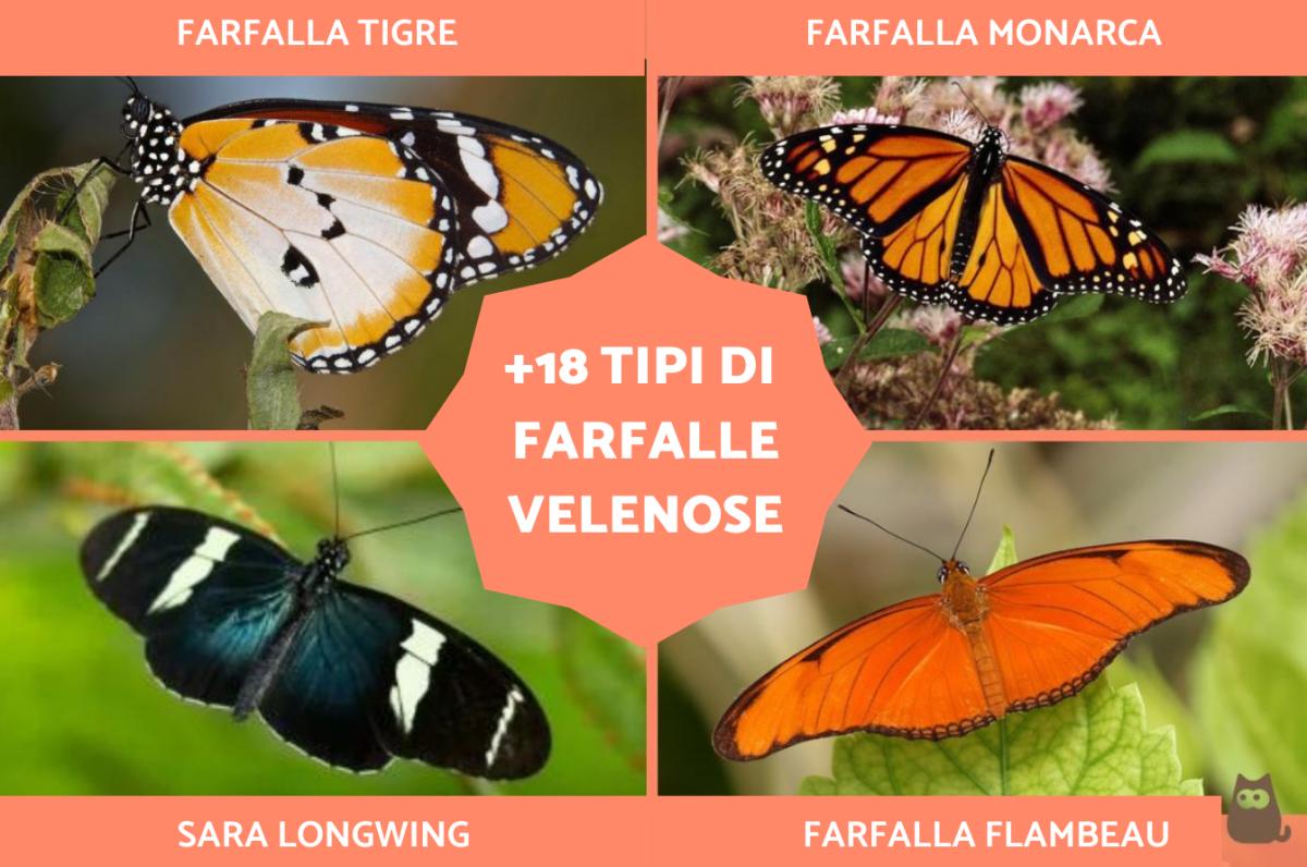 Tipi di farfalle velenose