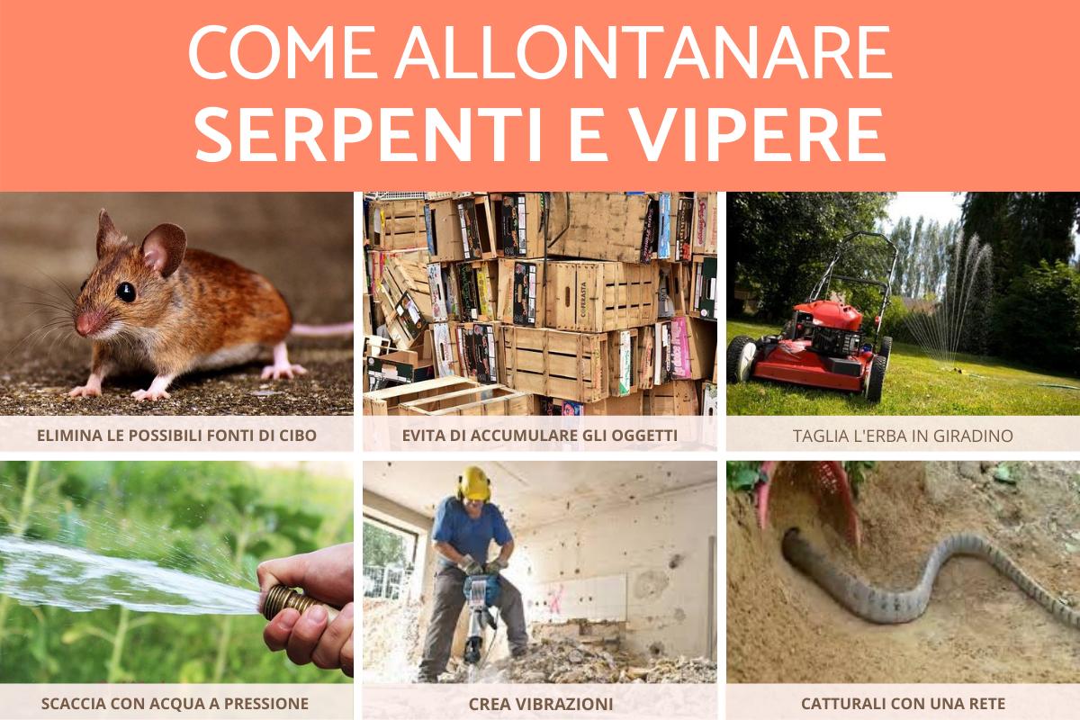 Come allontanare i serpenti e le vipere