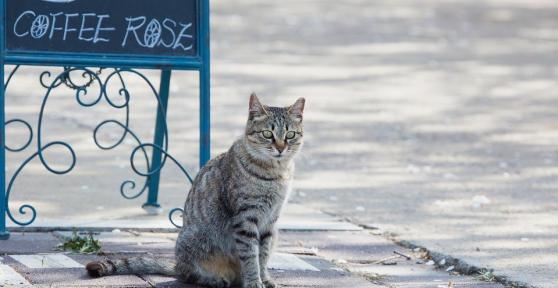 Se i gatti scappano, tornano sempre a casa?