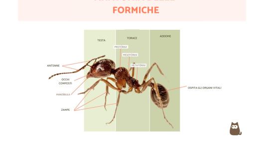 Anatomia di una formica