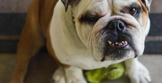 Carie nei cani: sintomi e trattamento