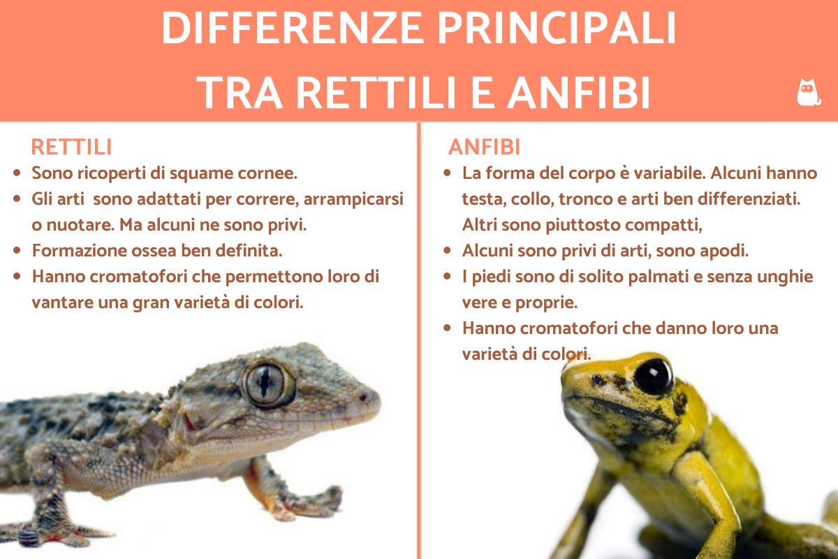 Differenze tra rettili e anfibi