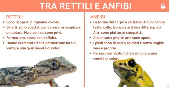 Differenze tra rettili e anfibi