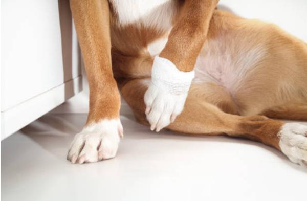 Il cane zoppica ma non si lamenta: cause e cosa fare - Cause di un cane che zoppica ma non si lamenta