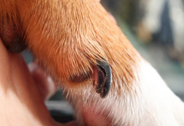 Il cane zoppica ma non si lamenta: cause e cosa fare - Cosa fare se un cane zoppica ma non si lamenta