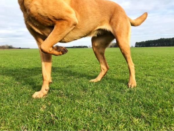Il cane zoppica ma non si lamenta: cause e cosa fare