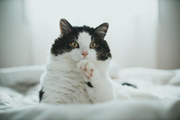 Il gatto fa pipi sui vestiti: Cause e soluzioni