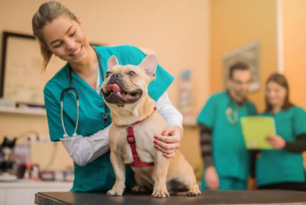 Il cane zoppica ma non si lamenta: cause e cosa fare - Quando preoccuparsi se un cane zoppica ma non si lamenta