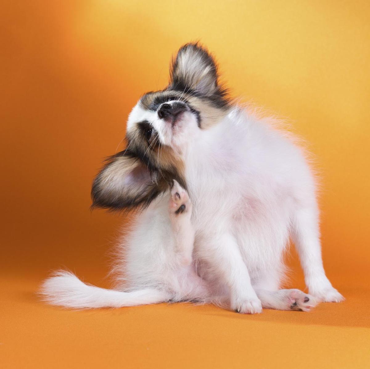 Perché il mio cane si gratta sempre le orecchie?