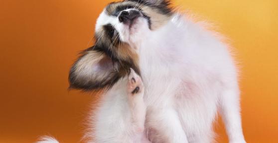 Perché il mio cane si gratta sempre le orecchie?