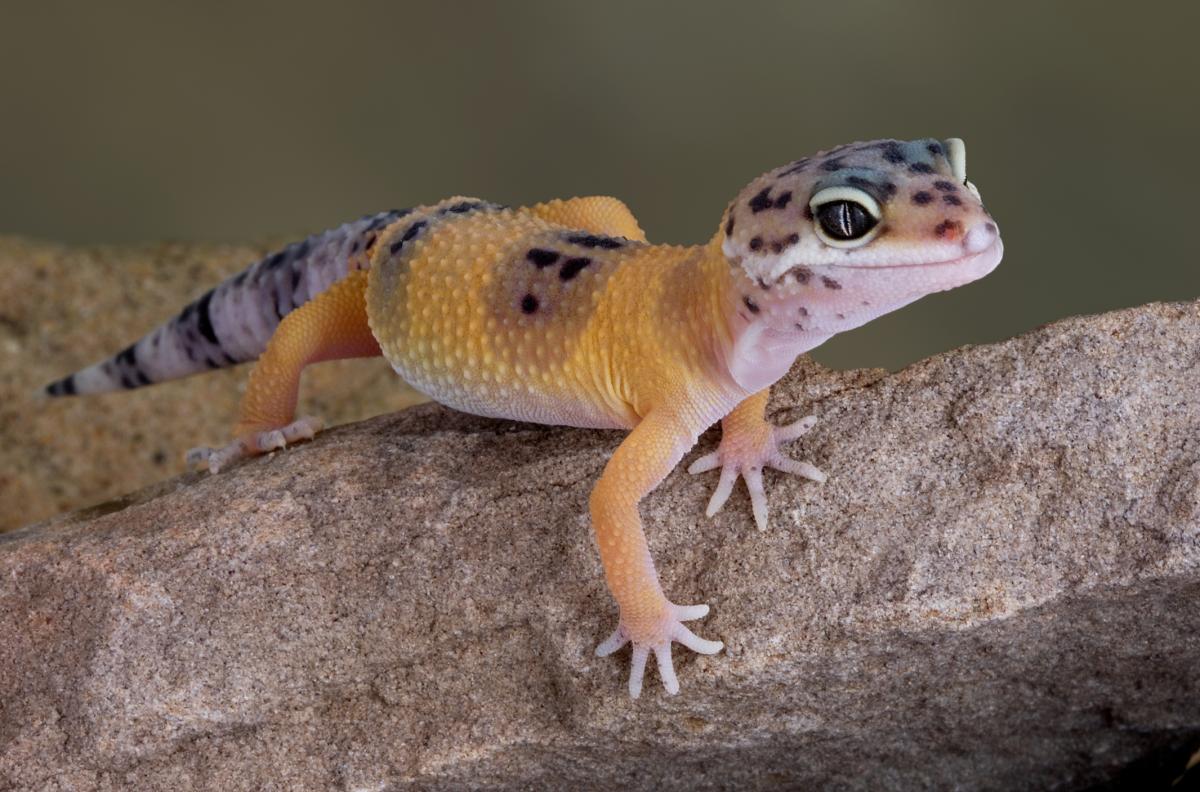 Alimentazione del geco leopardino