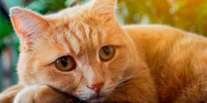 Non posso più tenere il gatto, dove posso portarlo?