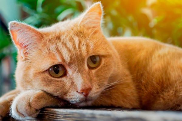 Non posso più tenere il gatto, dove posso portarlo?