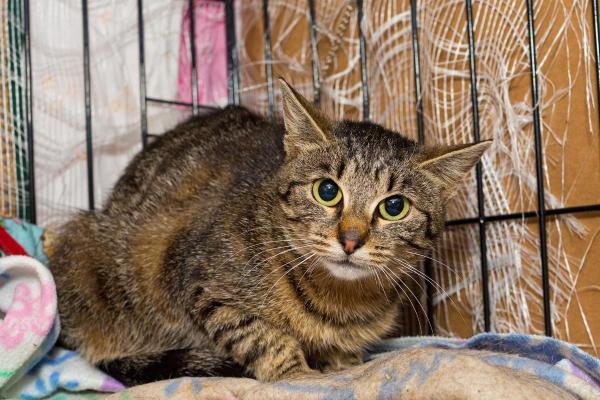 Non posso più tenere il gatto, dove posso portarlo? - Opzione 6: canili