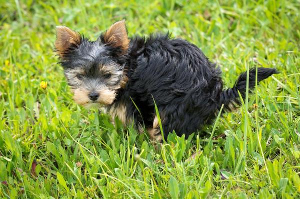 Stitichezza nel cane: cause, sintomi e rimedi