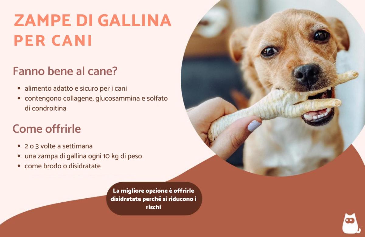 Zampe di gallina per cani: benefici e come darle