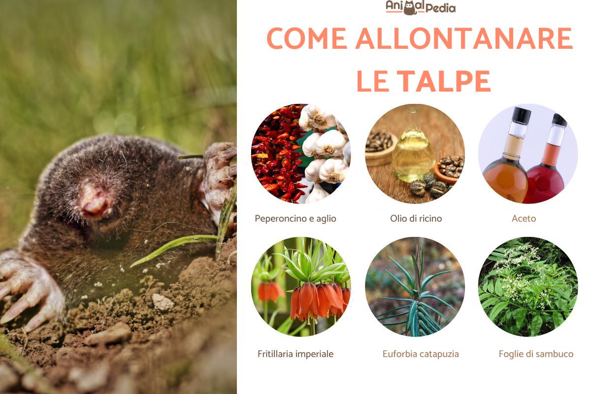 Come eliminare le talpe in modo naturale