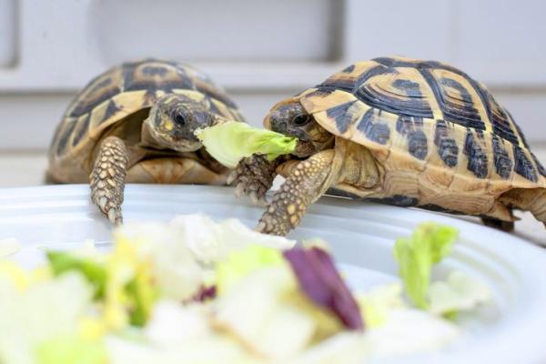 Vitamina A per tartaruga: dosaggio, benefici e rischi