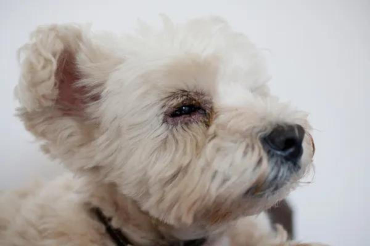 Secrezioni negli occhi del cane: cause e rimedi