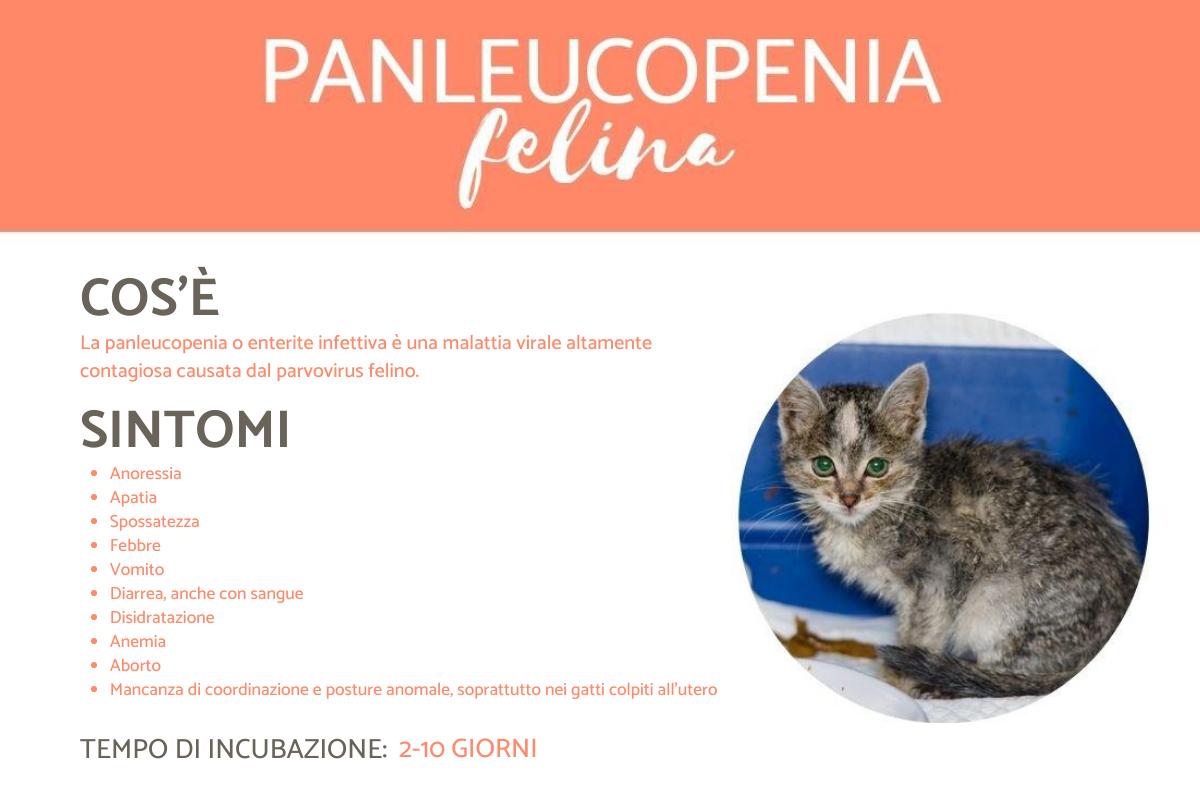 Panleucopenia felina: Sintomi e trattamento