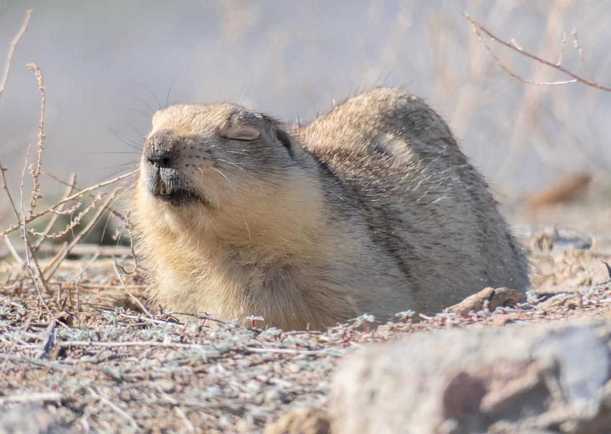 La marmotta va in letargo?