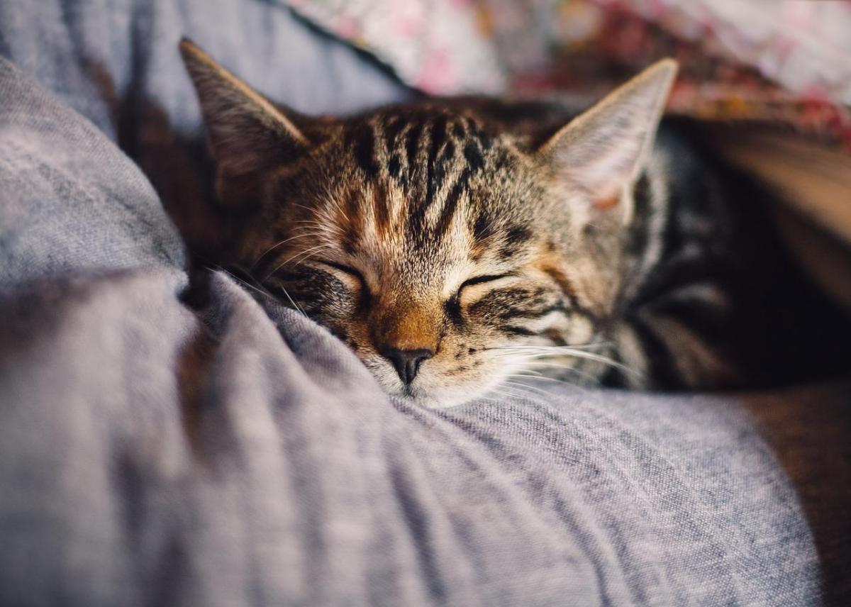 Animali domestici