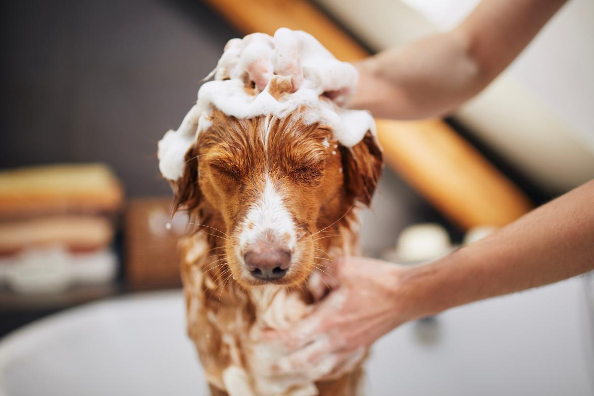 Migliori shampoo per cani con dermatite