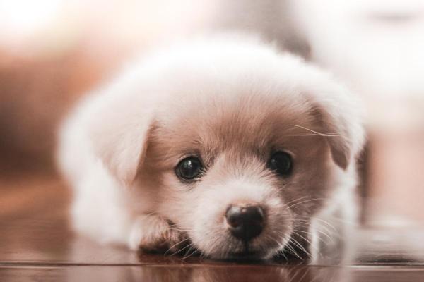 I cani si ricordano della mamma? - Dopo quanto tempo i cani dimenticano la mamma?