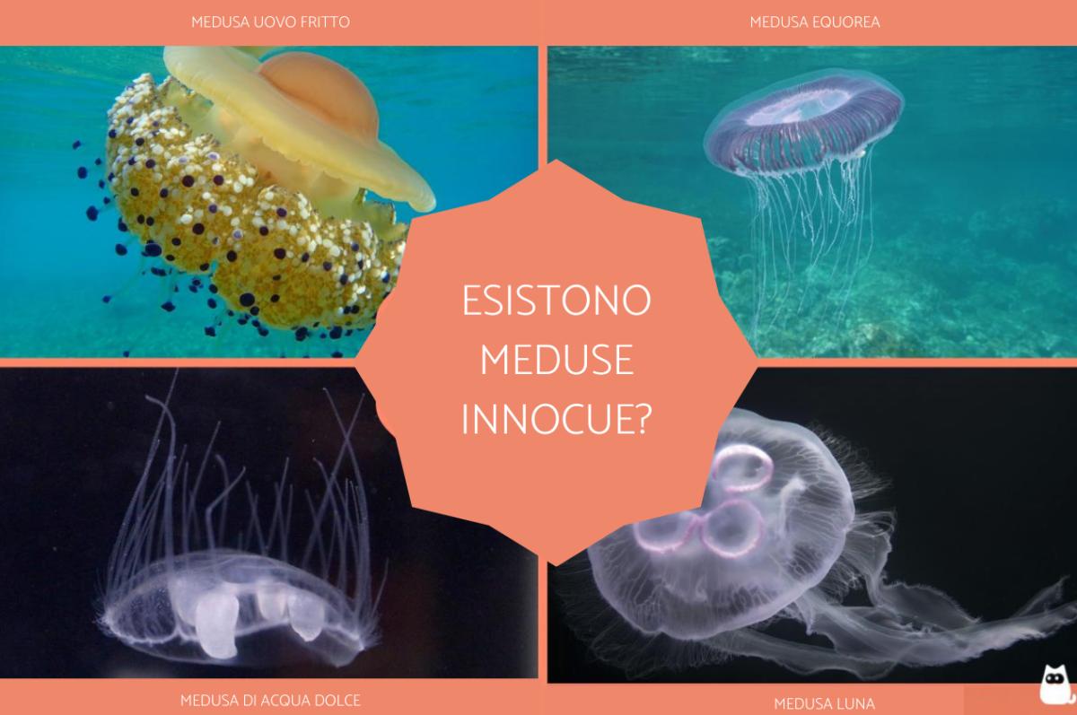 Esistono meduse innocue?