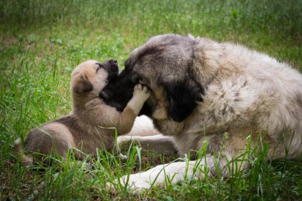 I cani si ricordano della mamma? - I cani posso ricordare la loro mamma?