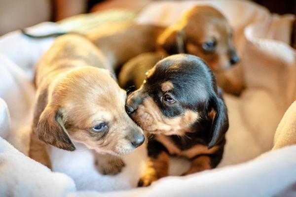 I cani si ricordano della mamma? - I cani riconoscono la mamma dopo anni?