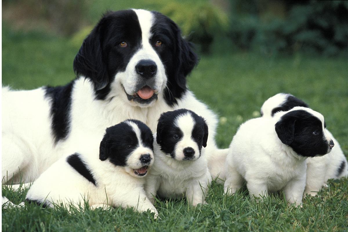 I cani si ricordano della mamma?