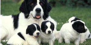 I cani si ricordano della mamma?