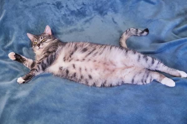 Curiosità sulla pancia dei gatti: hanno l'ombelico?