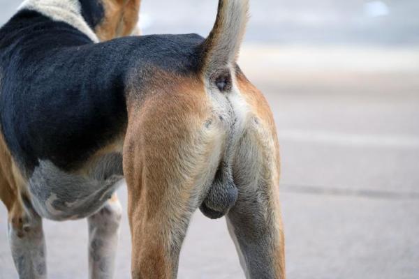 Tumore nei testicoli del cane: Sintomi, cause e cura