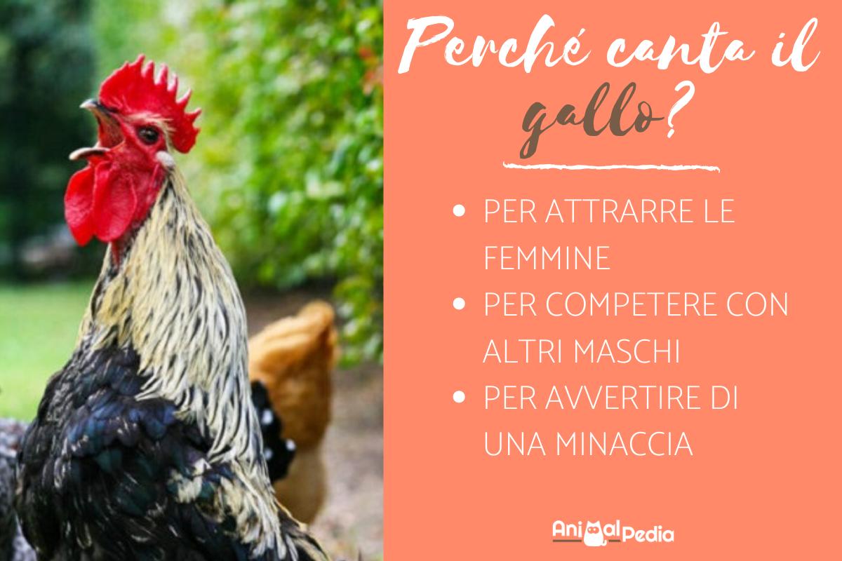 Perché il gallo canta?