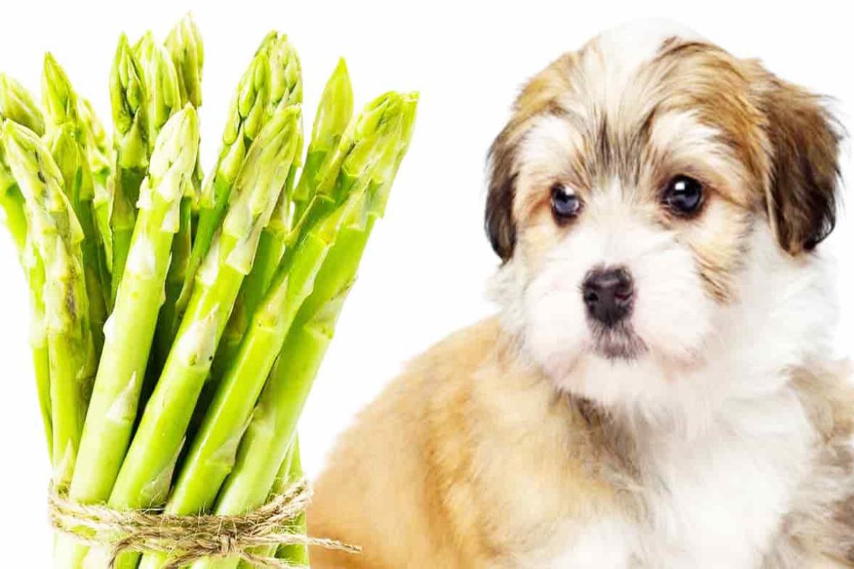 I cani possono mangiare gli asparagi?