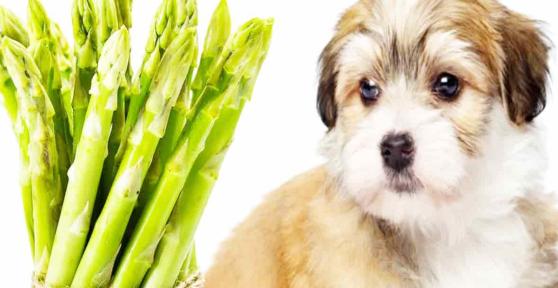 I cani possono mangiare gli asparagi?