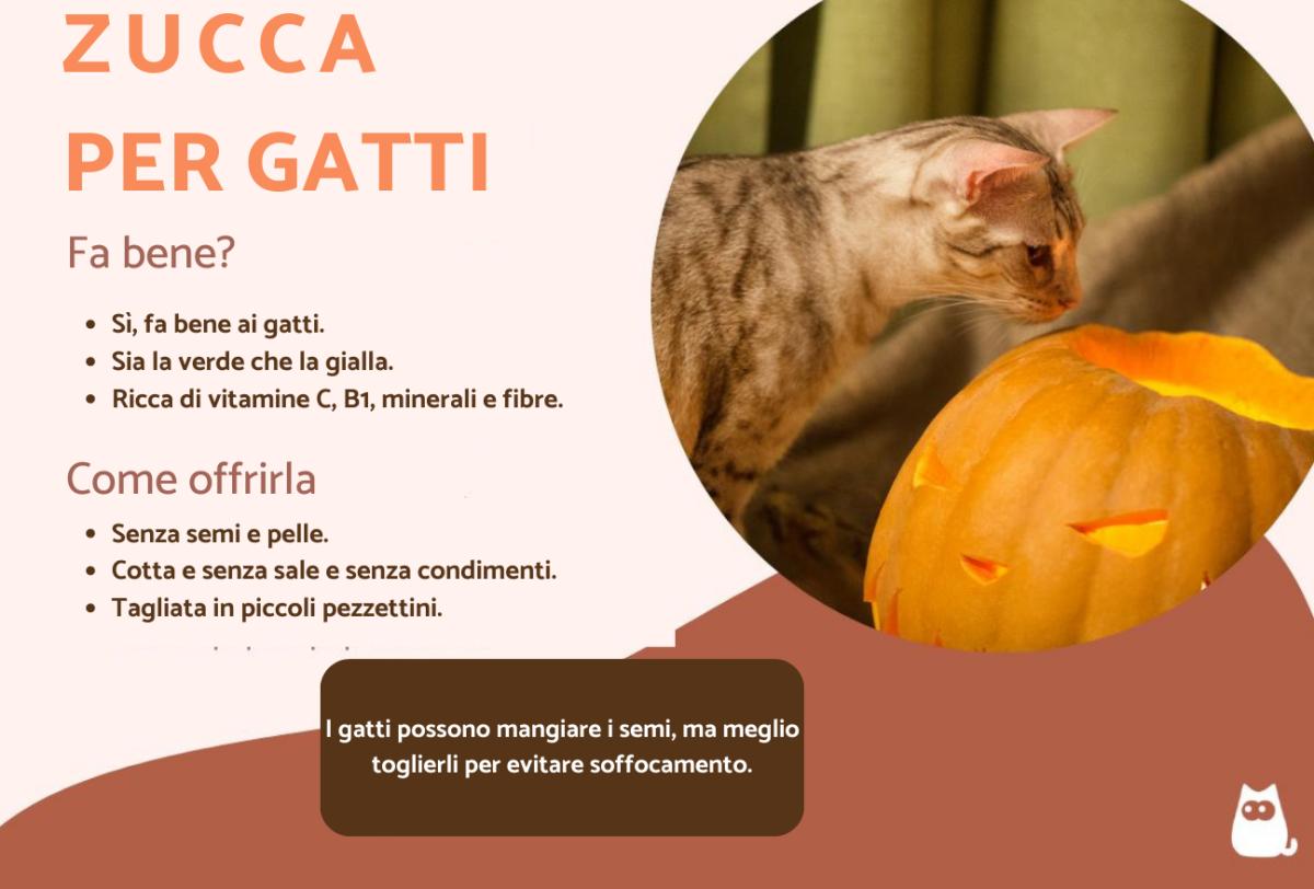 I gatti possono mangiare la zucca?