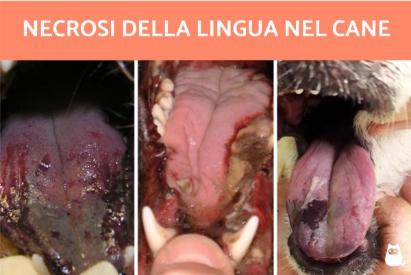 Necrosi della lingua nel cane: cause e trattamento - Cos'è la necrosi della lingua nel cane?