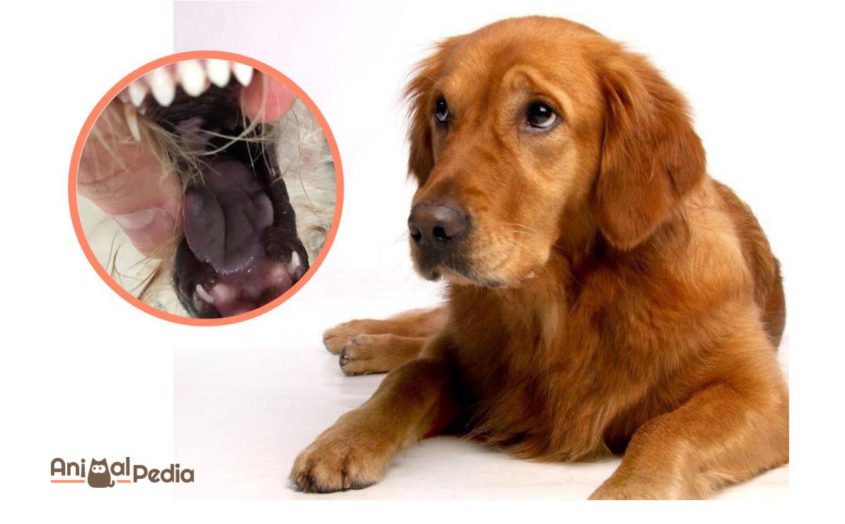 Necrosi della lingua nel cane: cause e trattamento
